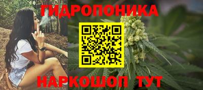 шишки Аргун